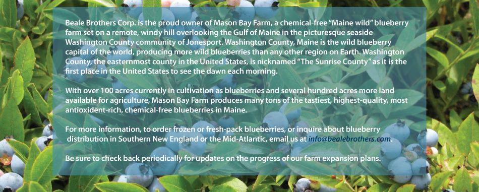 Information about blueberries at Mason Bay Farm